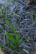 Freesia leichtlinii subsp. alba (G. L. Mey.) J. C. Manning & Goldblatt resmi