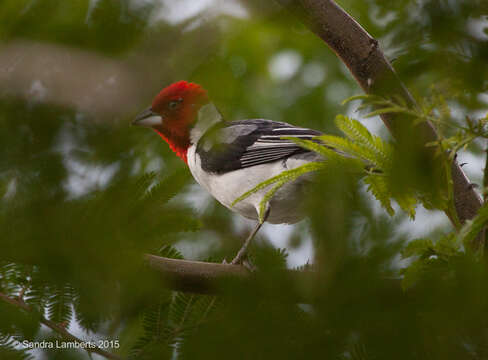 Image of Red-cowled Cardinal