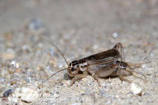 صورة Eugryllodes escalerae (Bolívar & I. 1894)