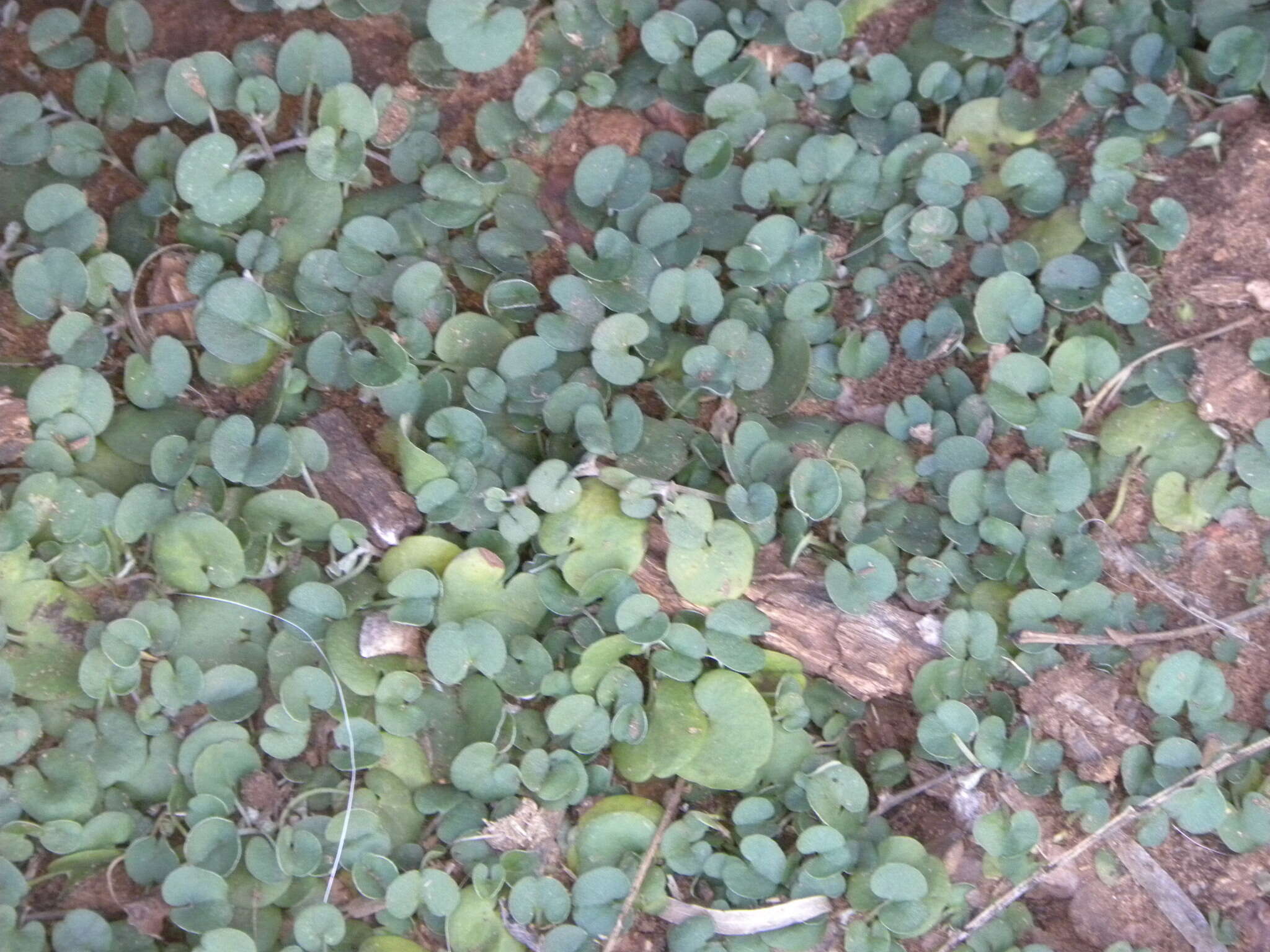 Imagem de Dichondra carolinensis Michx.