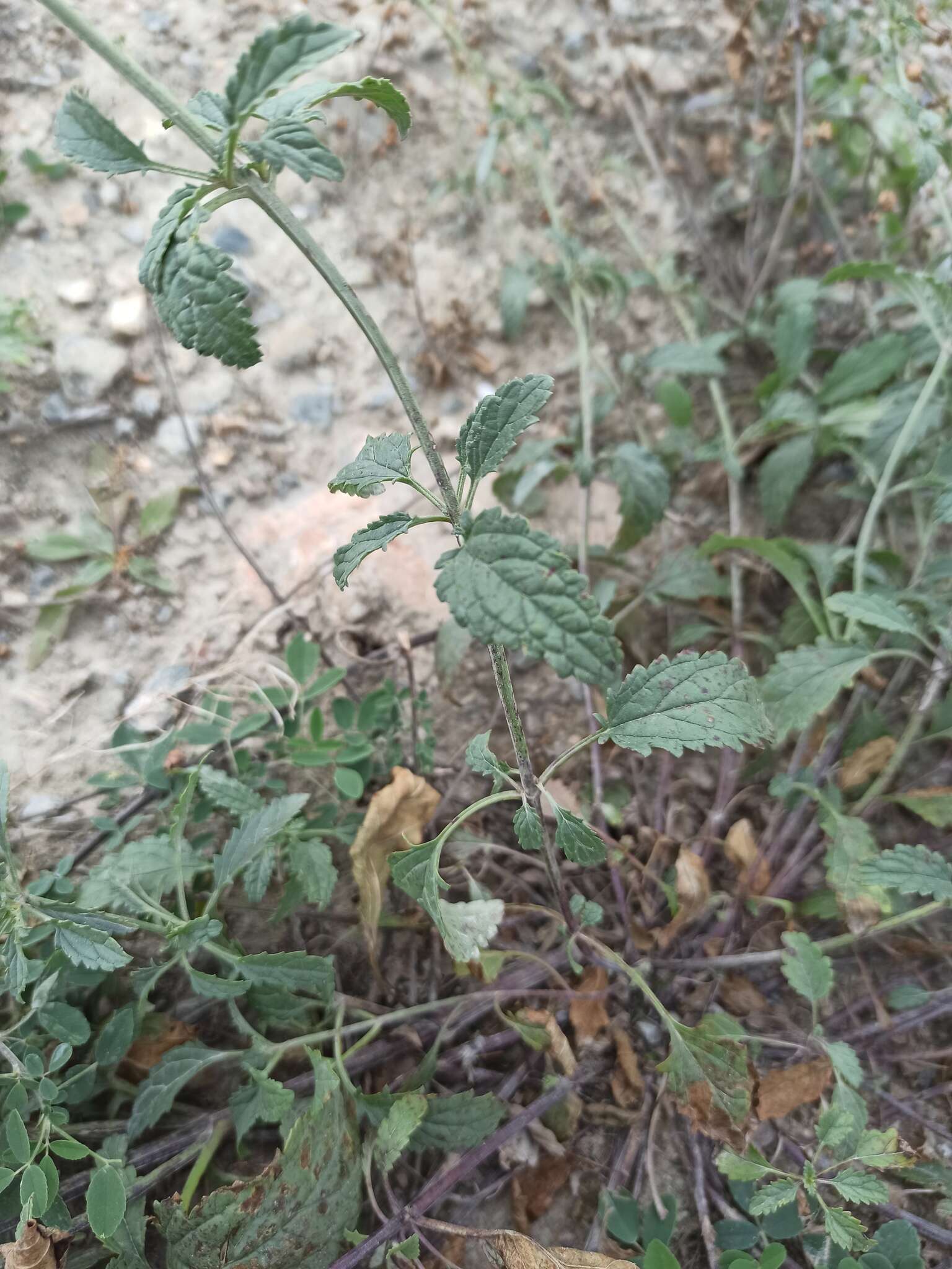 Image of Scrophularia incisa Weinm.