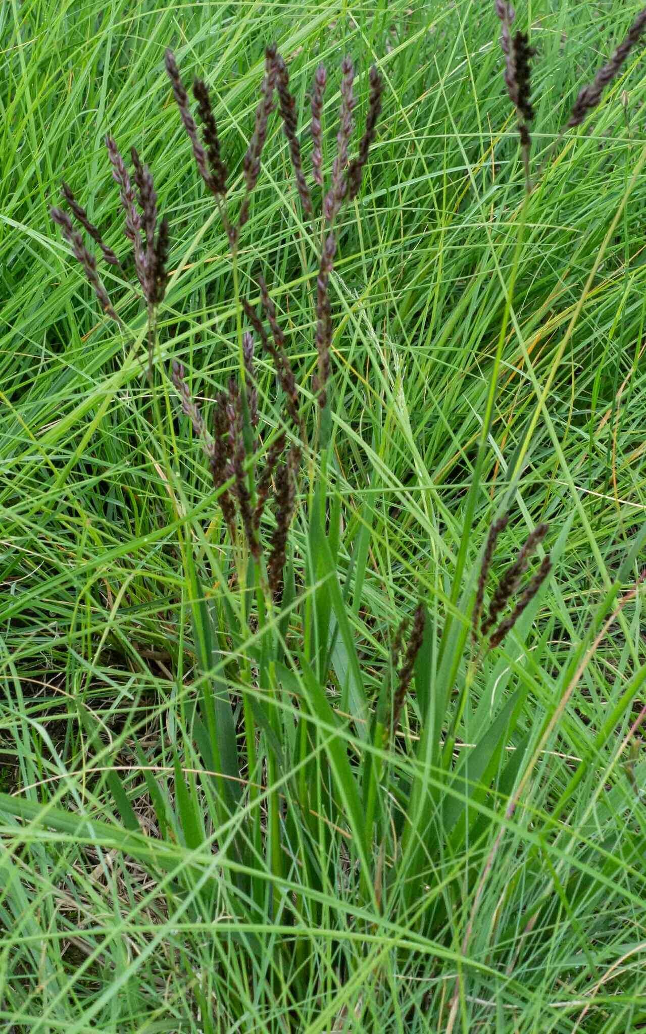 Image of Black-seed grass