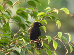 Image of Vieillot's Weaver