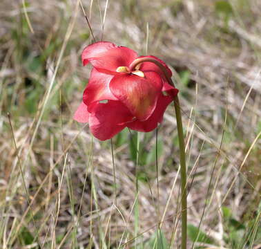 Image of pitcherplant