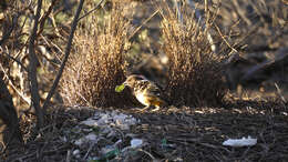 Image of Western Bowerbird