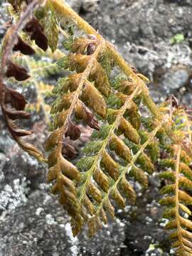 Image of island swordfern