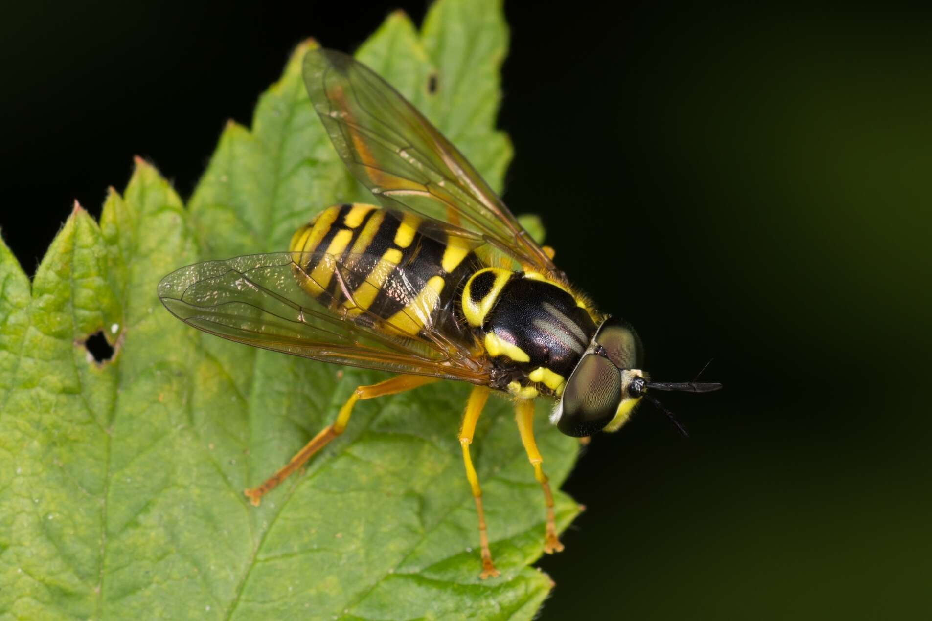 Image de Chrysotoxum verralli Collin 1940