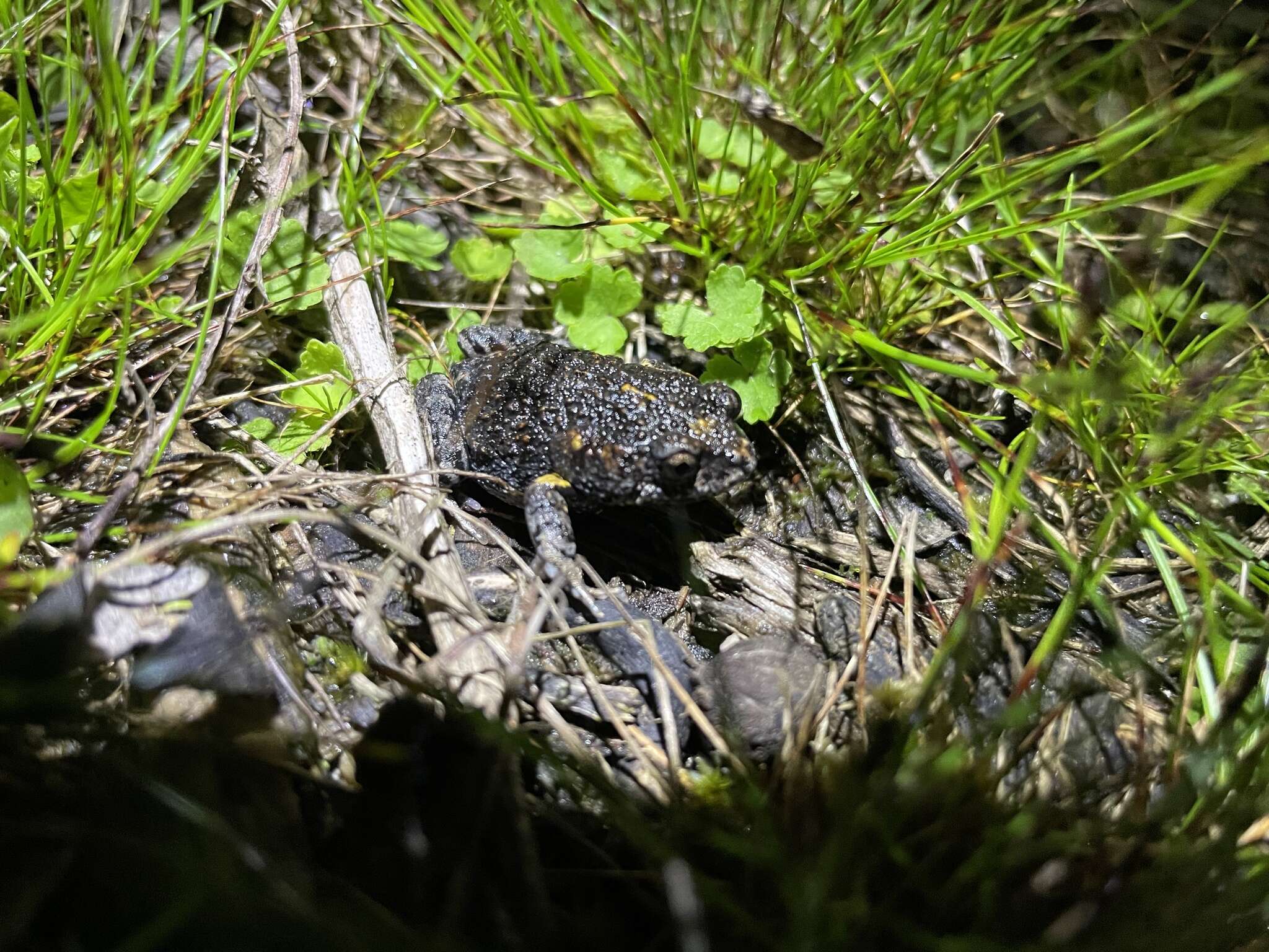 Image of Martin's Toadlet