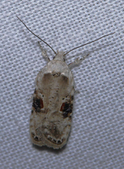 Image of Poison Hemlock Moth