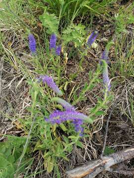 Image of Veronica spicata subsp. bashkiriensis Klok. ex N. N. Tzvel.