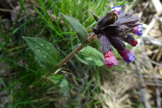 Pulmonaria affinis Jordan resmi