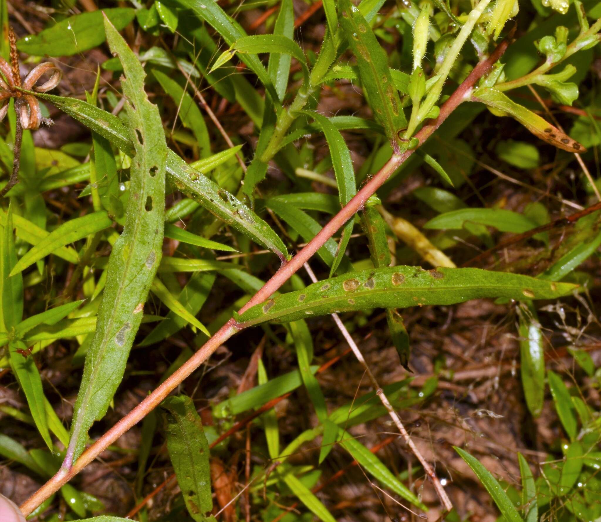 Oenothera heterophylla subsp. orientalis W. Dietrich, P. H. Raven & W. L. Wagner的圖片