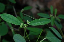 Image of grassleaf spurge