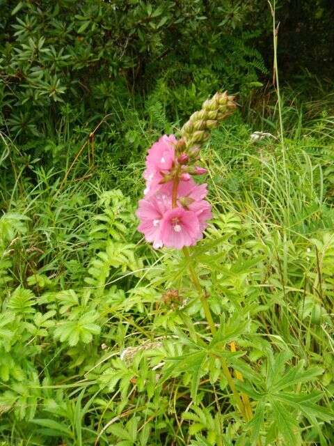 Image of Henderson's Checkerbloom