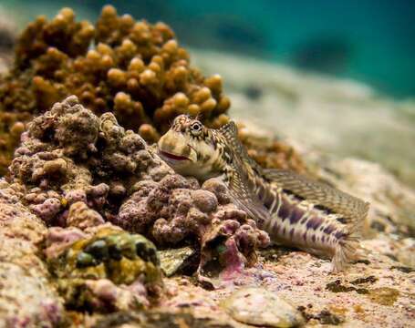 Istiblennius dussumieri (Valenciennes 1836) resmi