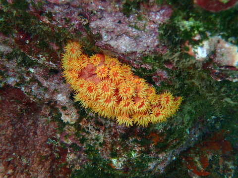 Image of Orange Cup Coral