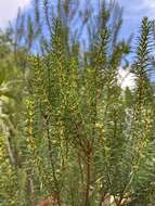 Imagem de Erica platycodon subsp. maderincola (D. C. Mc Clint.) Rivas Mart., Capelo, J. C. Costa, Lousã, Fontinha, R. Jardim & M. Seq.