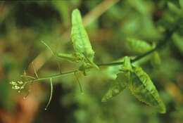 Image of Rorippa divaricata (Hook. fil.) Garn.-Jones & Jonsell