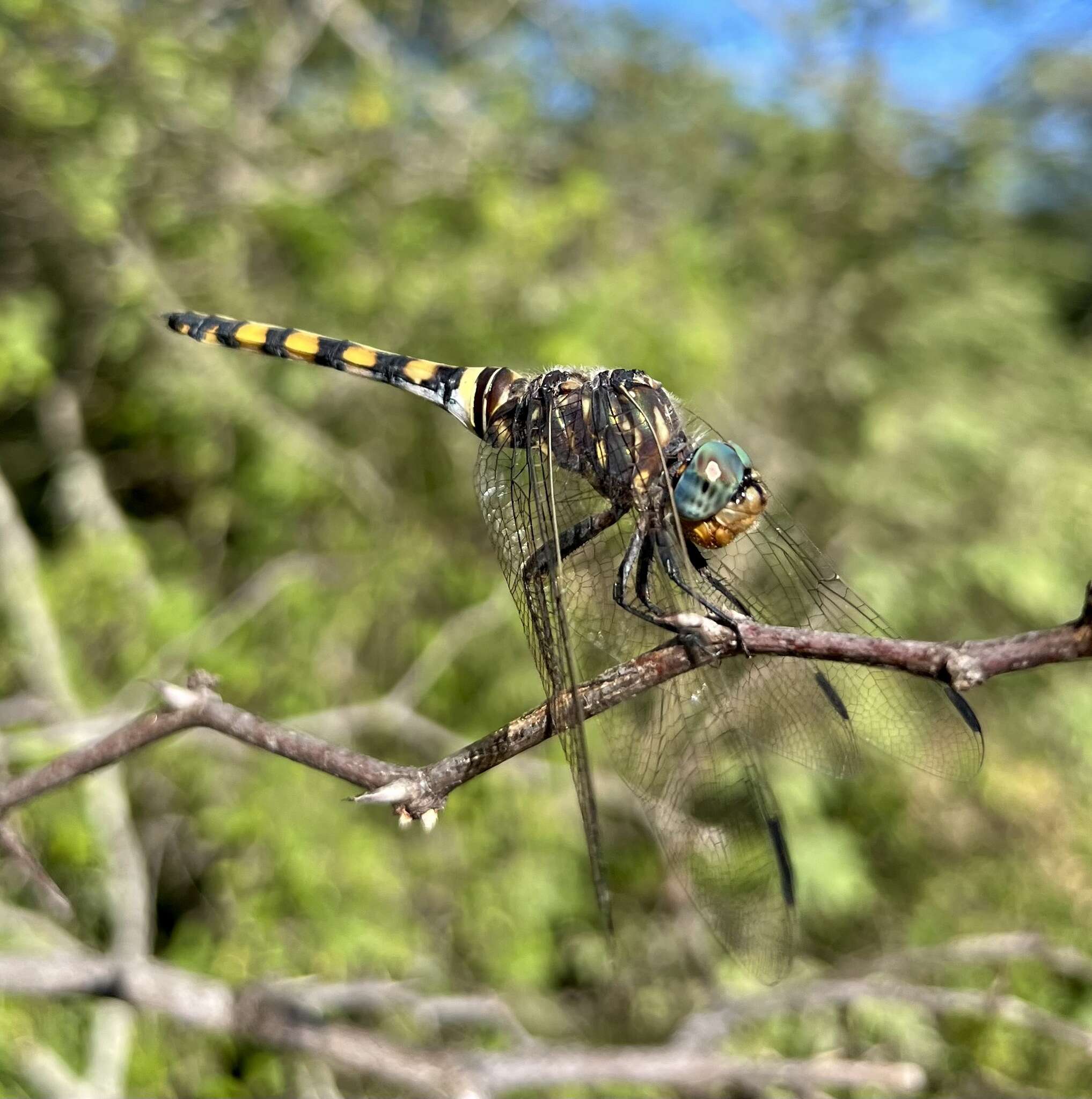 Image of Southern Riverking