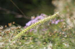 Image of Big Sandburr