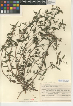 Image of false daisy