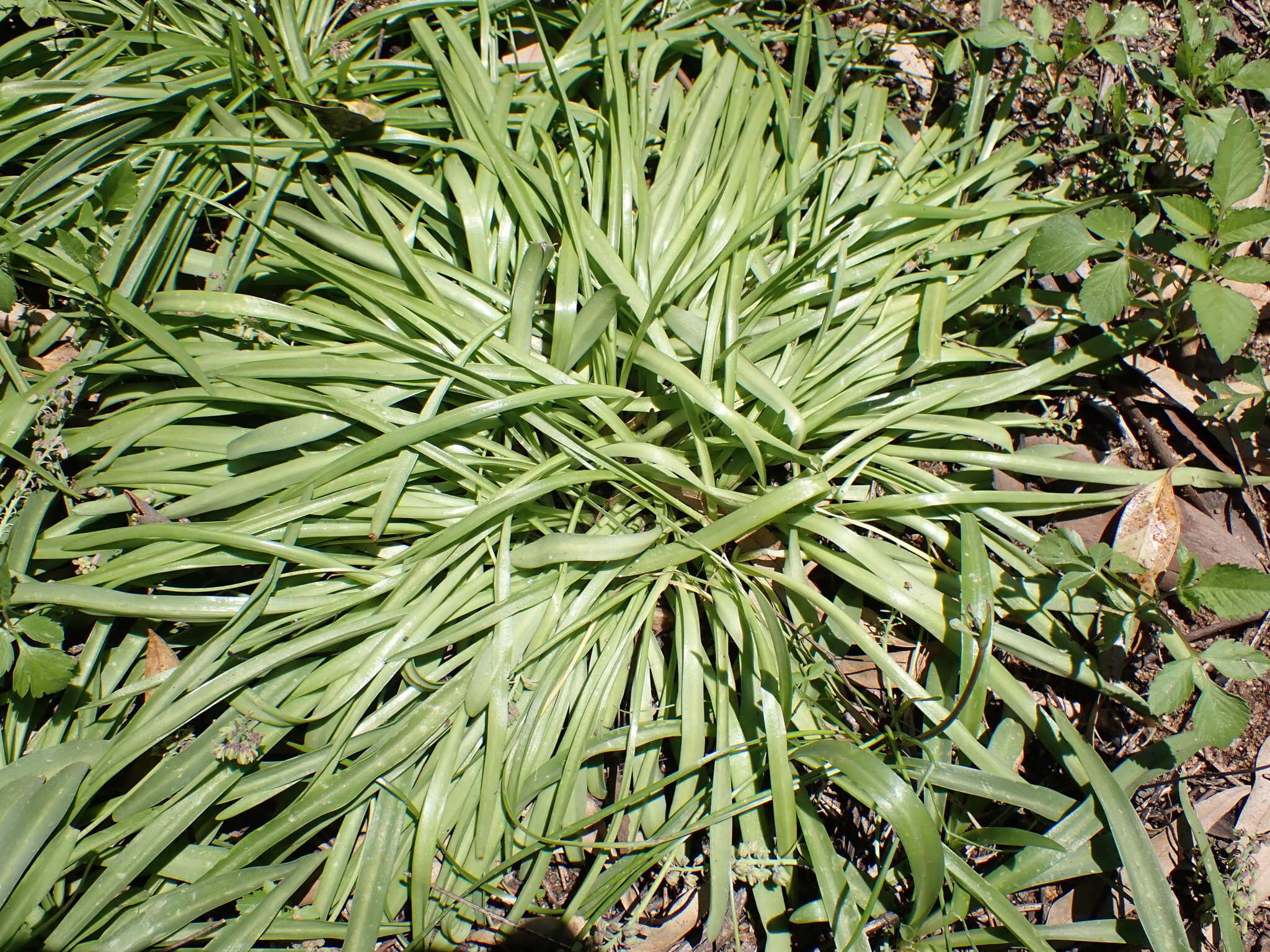 Слика од Ledebouria cooperi (Hook. fil.) Jessop