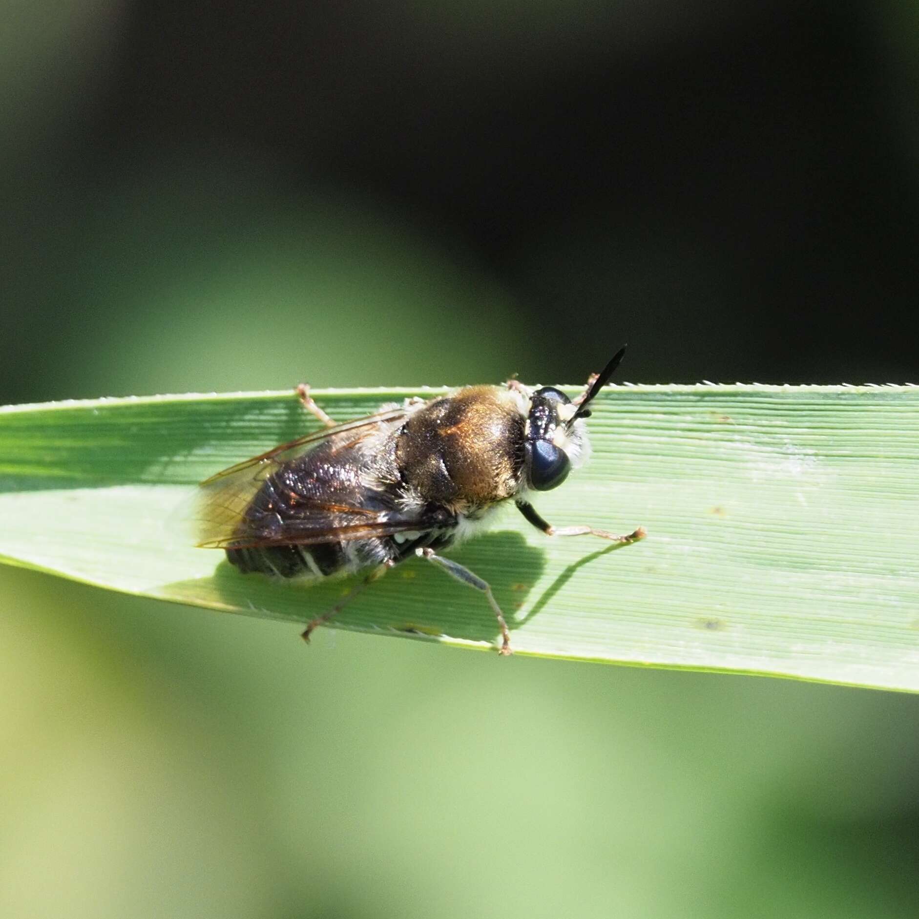 صورة Stratiomys longicornis (Scopoli 1763)