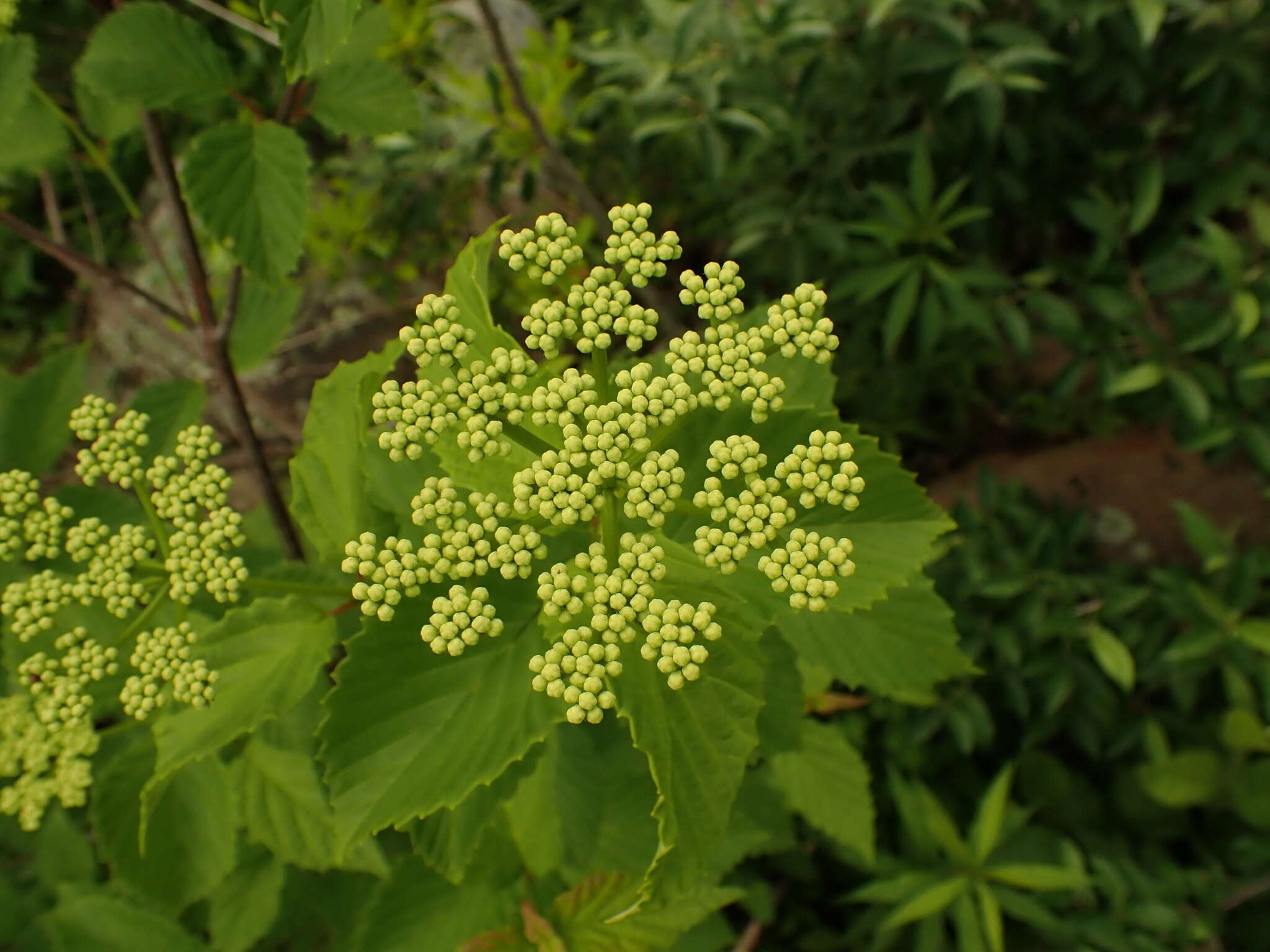 Image de Viburnum alabamense (Mc Atee) Sorrie