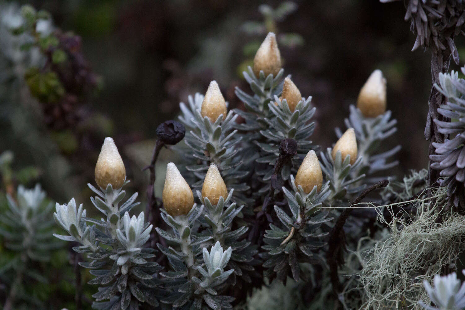 Image of Helichrysum newii Oliv. & Hiern