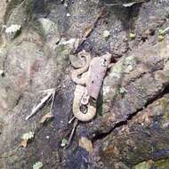 Image of Trimeresurus phuketensis Sumontha, Kunya, Pauwels, Nitikul & Punnadee 2011