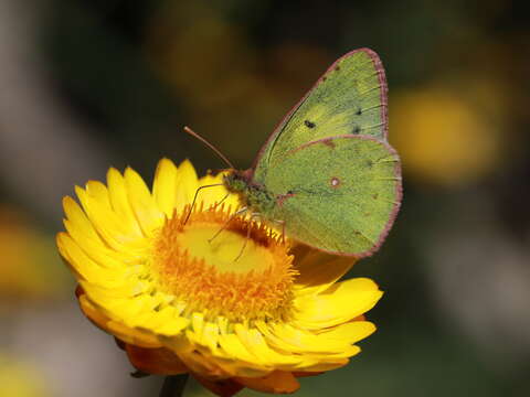 Image de <i>Colias nilagiriensis</i>