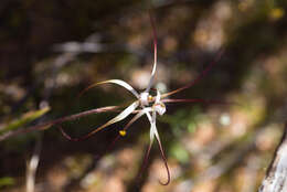 Image of Chameleon orchid