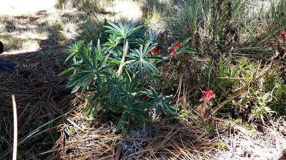 Слика од Castilleja pectinata Mart. & Gall.