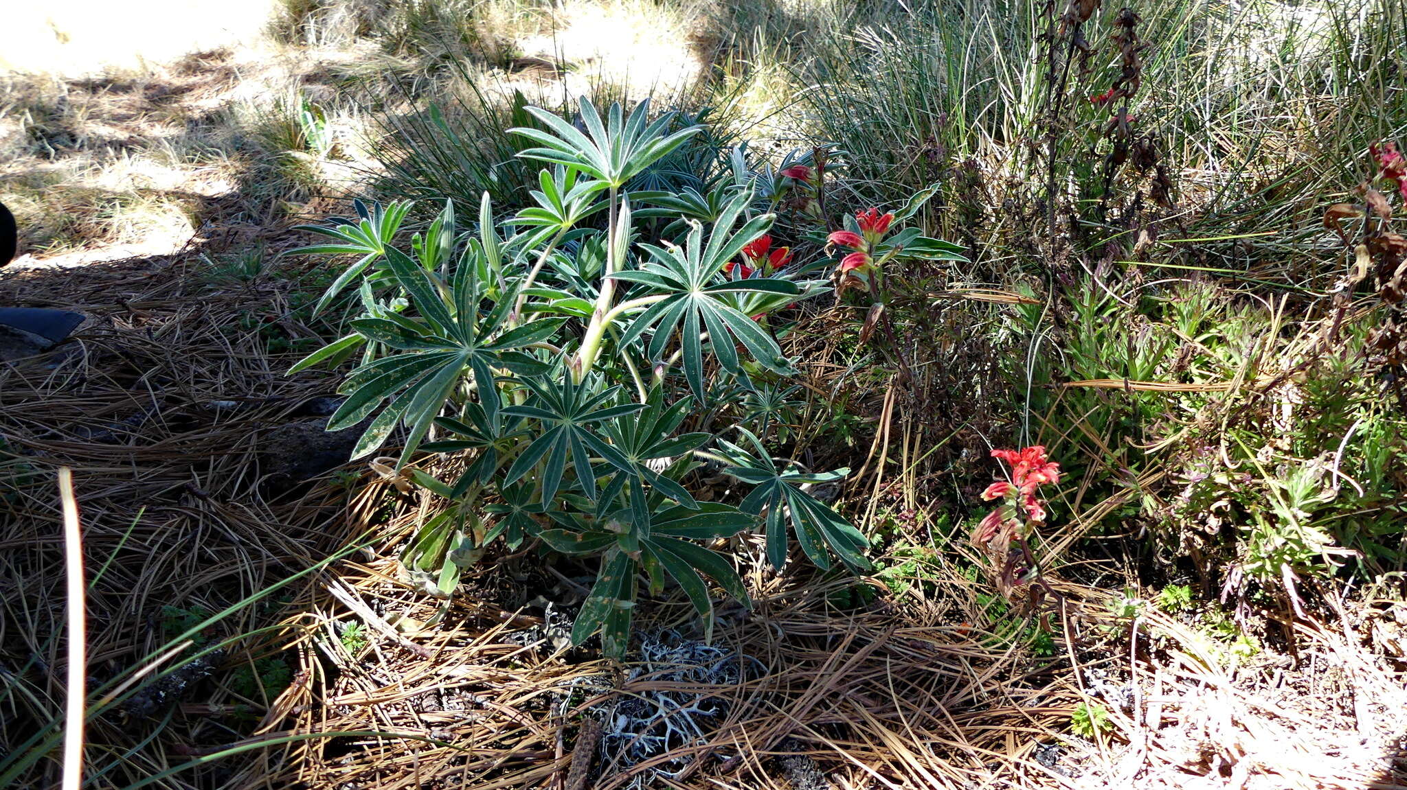 Image of Castilleja pectinata Mart. & Gall.