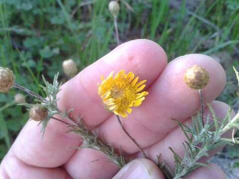 Image de Leysera gnaphalodes (L.) L.