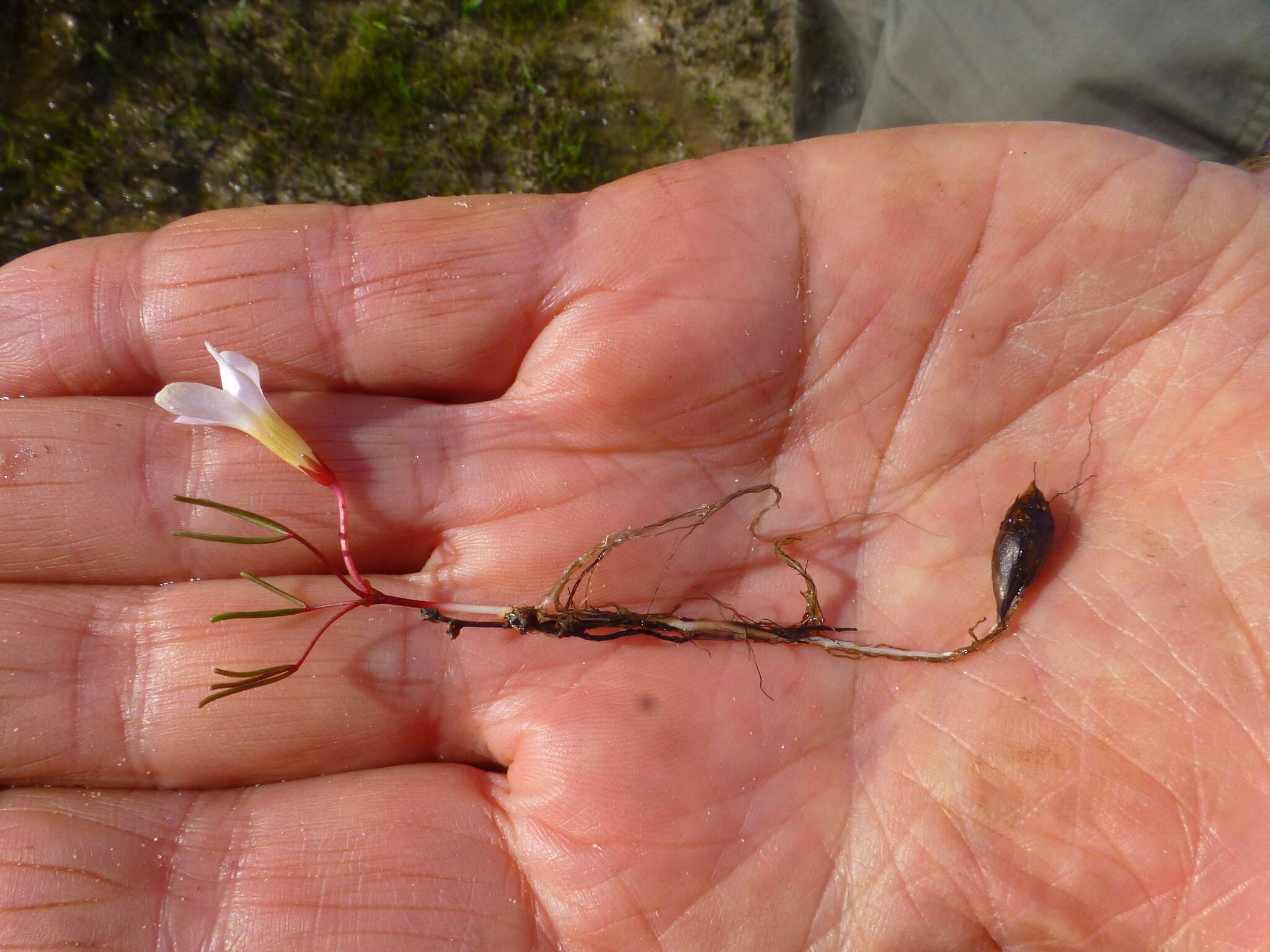 Image of Oxalis levis Salter