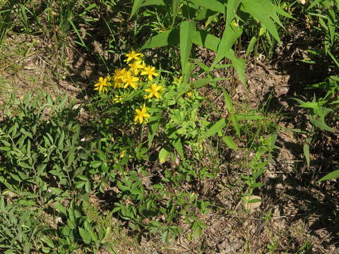 Image of false spotted St. Johnswort