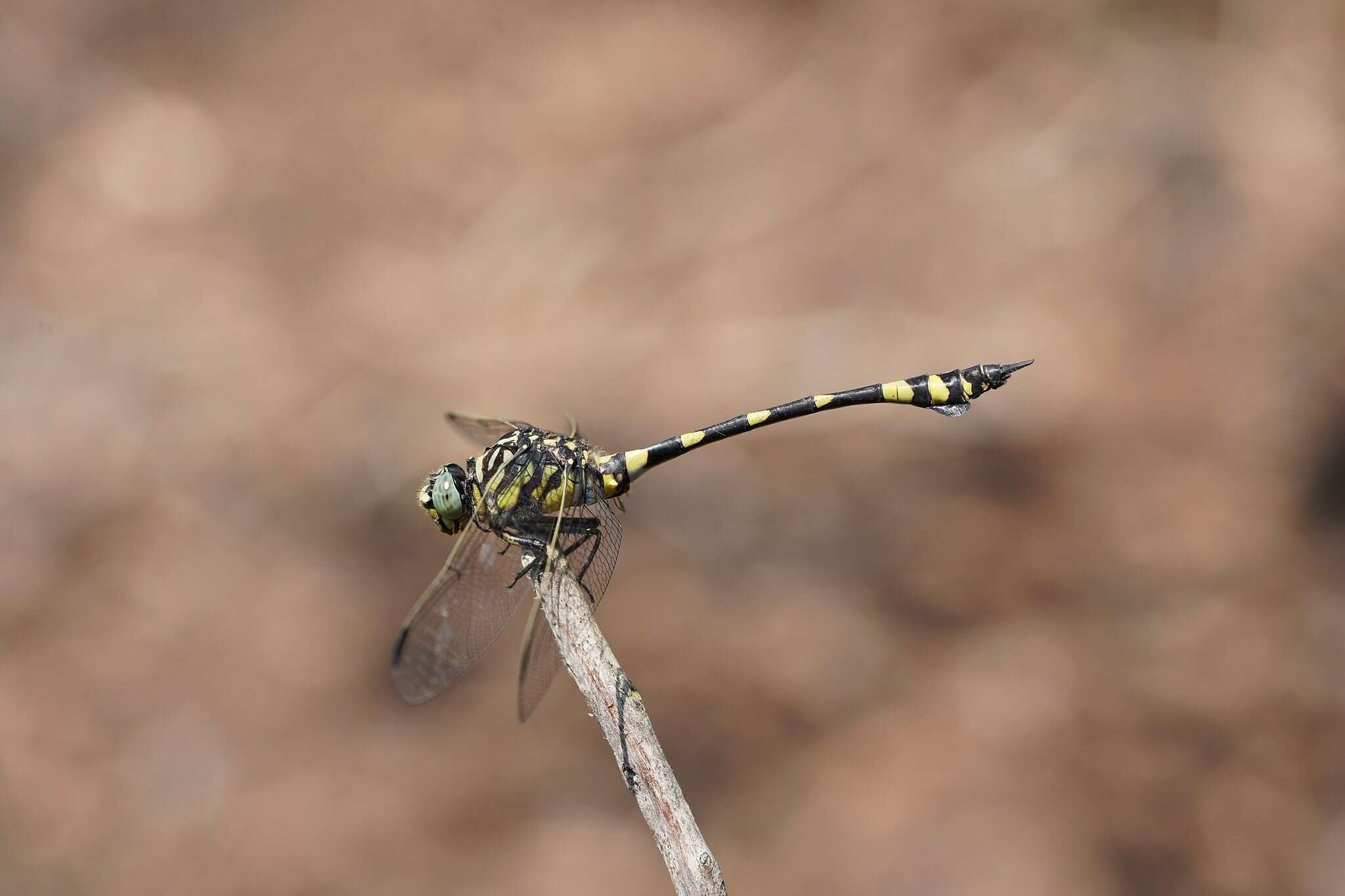 Imagem de Ictinogomphus australis (Selys 1873)