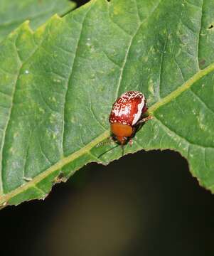 Image of Sumac Flea Beetle