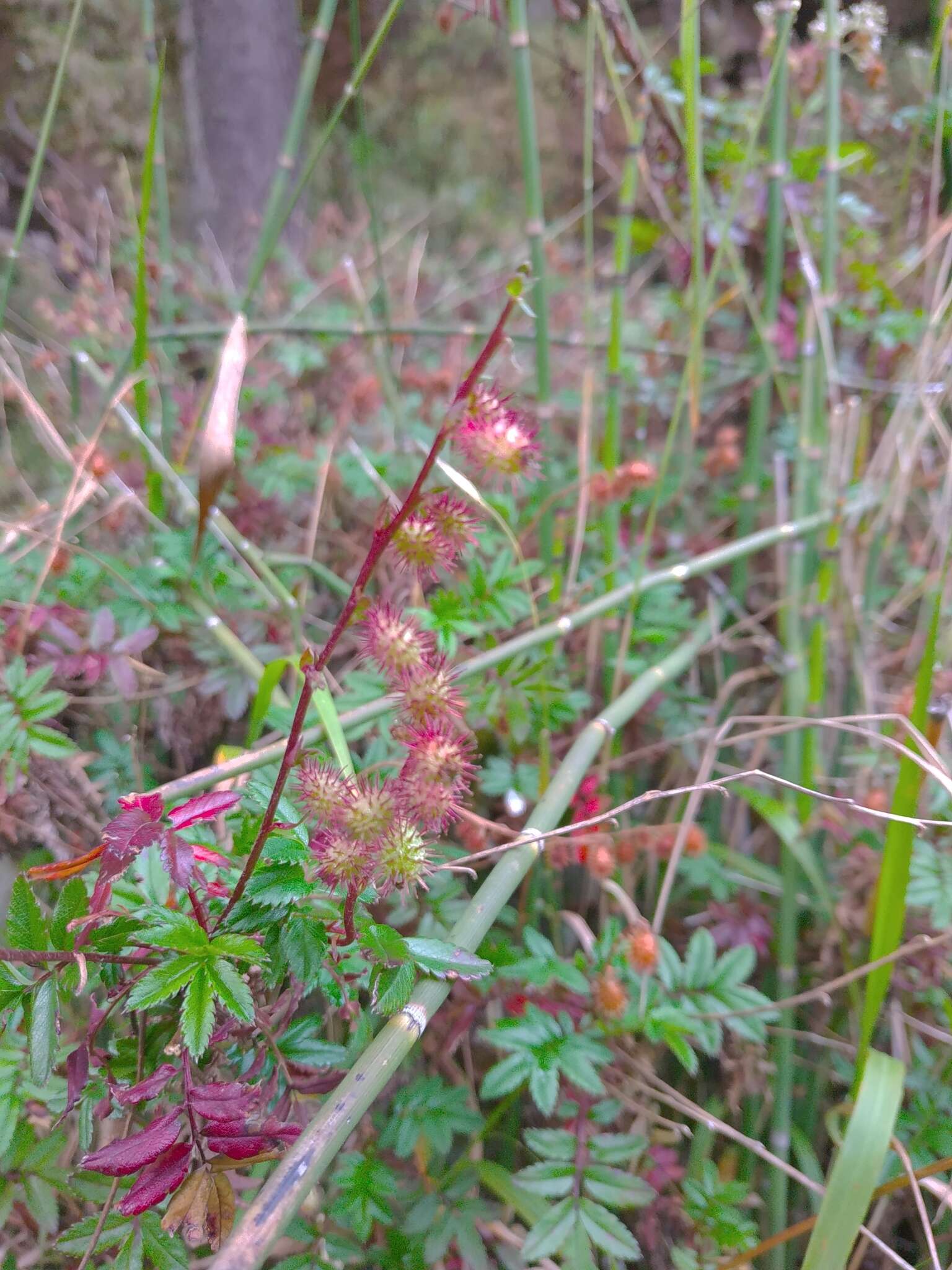 Image of Acaena elongata L.