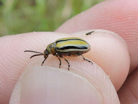 Image of Three-lined Lema Beetle