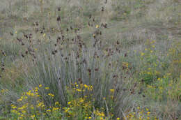 Sivun Puccinia cancellata (Durieu & Mont.) Sacc. & Roum. 1881 kuva