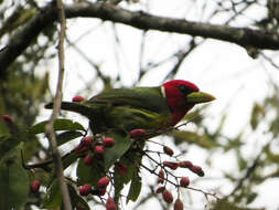 Image of Red-headed Barbet