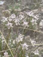 Image of Asclepias cucullata (Schltr.) Schltr.