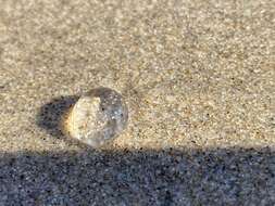 Image of Pacific sea gooseberry