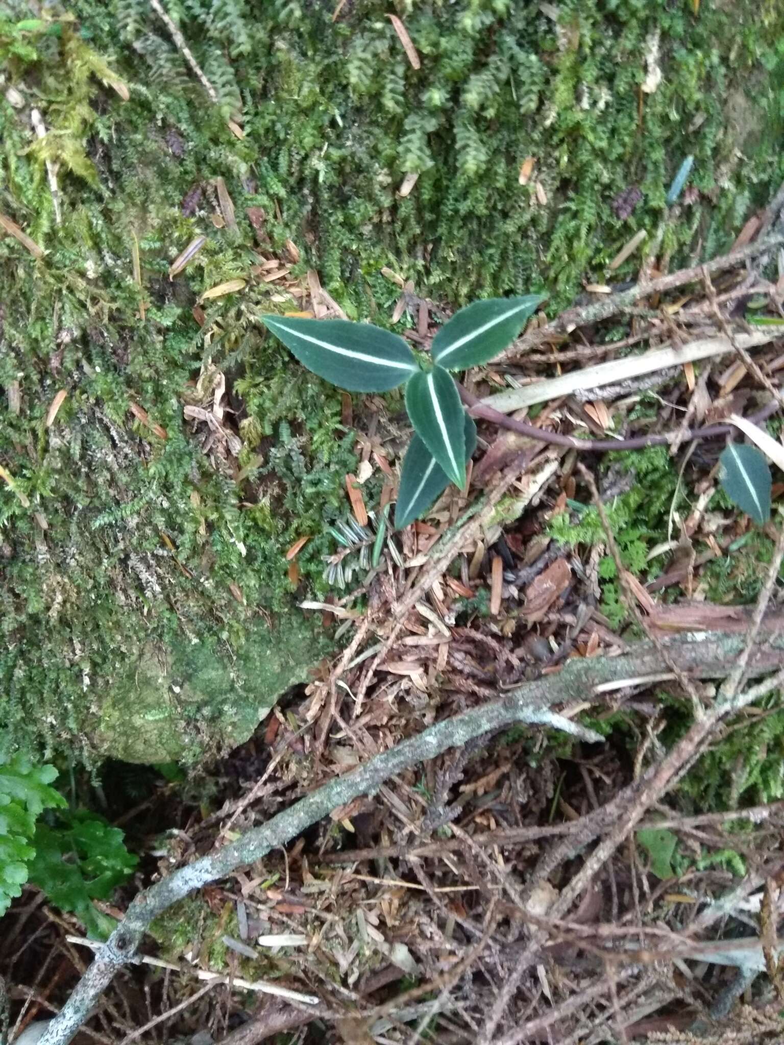 Слика од Goodyera similis Blume