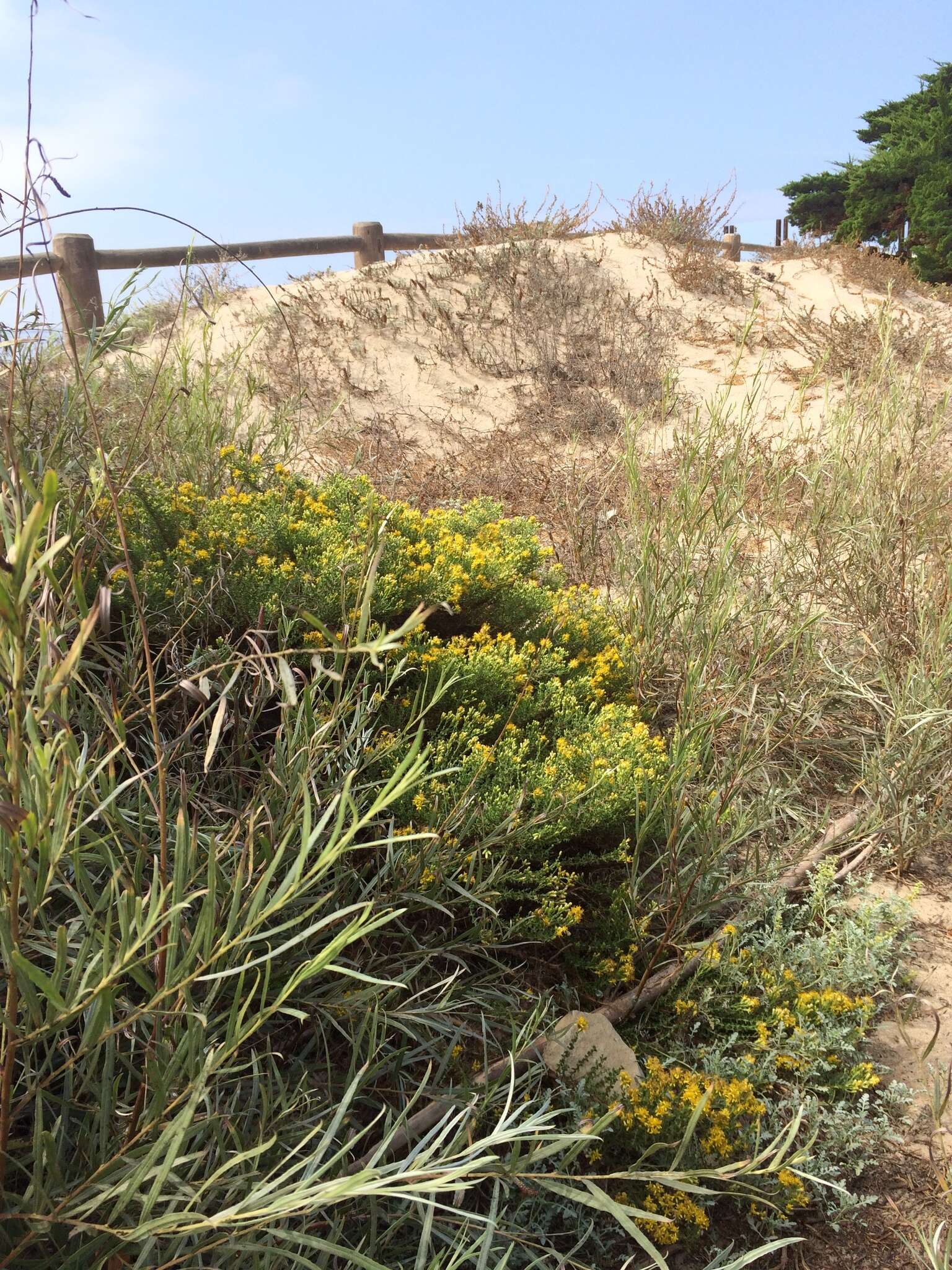 Image of California goldenbush