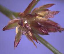 Imagem de Juncus microcephalus Kunth