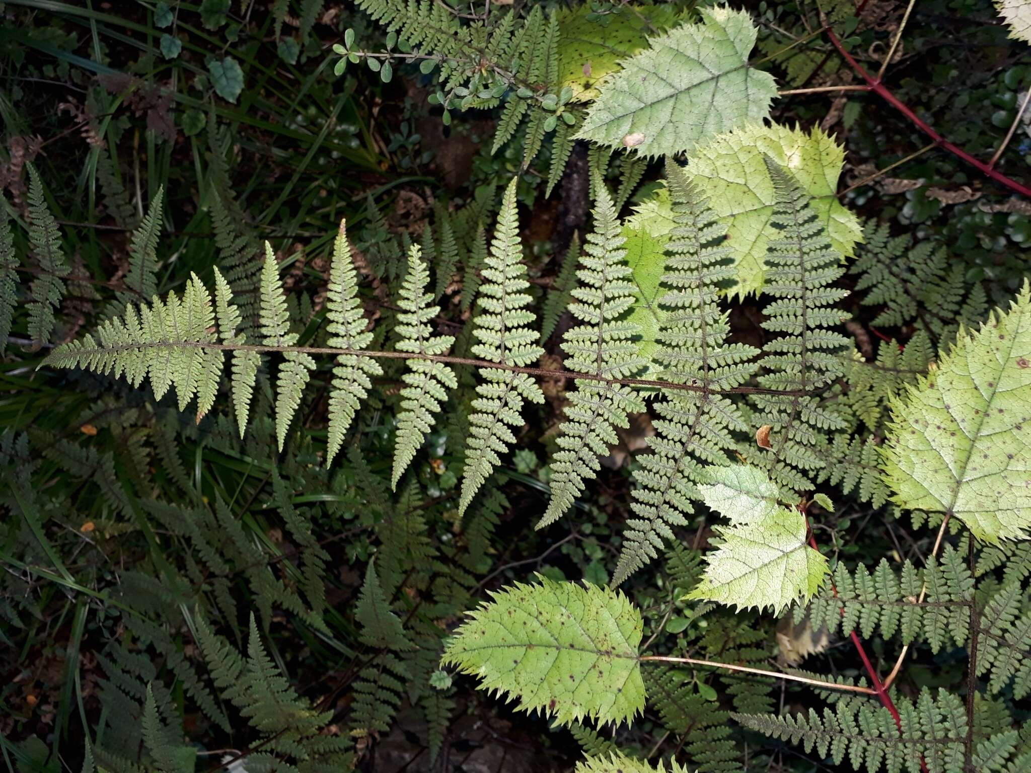 Image of Hypolepis rugosula subsp. rufobarbata (Colenso) Schwartsb.