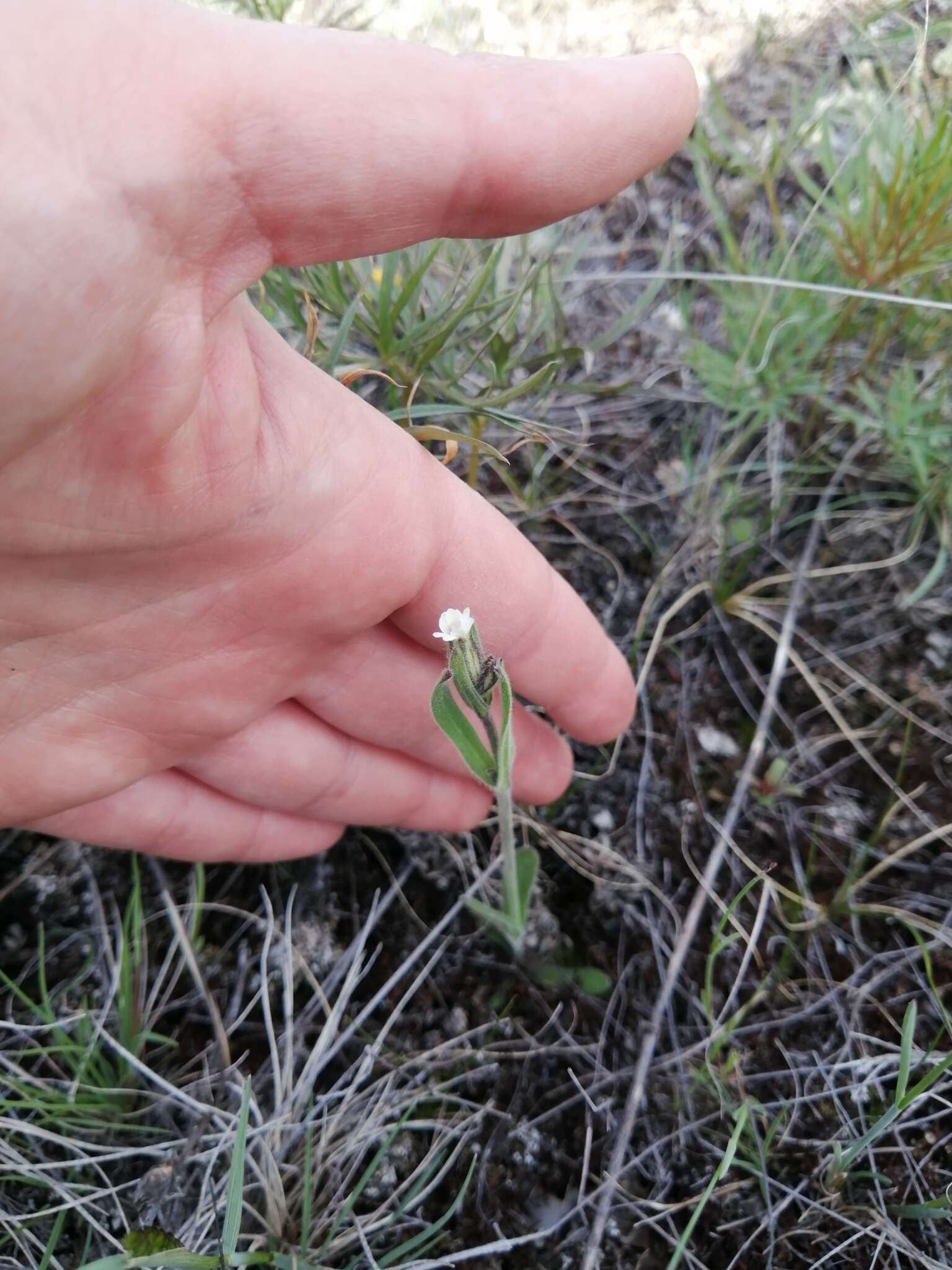 صورة Silene involucrata subsp. tenella (Tolmatchew) Bocquet